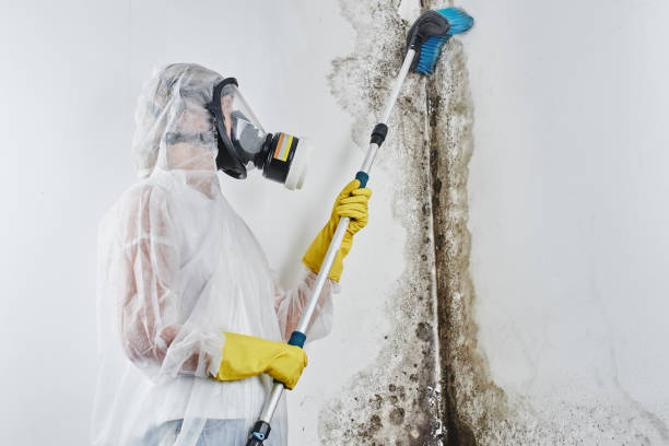 Best Attic Mold Removal  in Howey In The Hills, FL