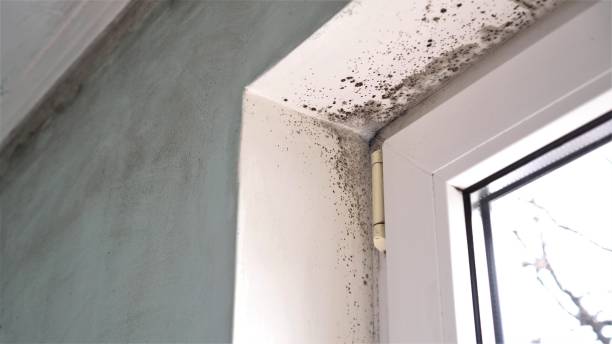 Best Professional Mold Removal  in Howey In The Hills, FL