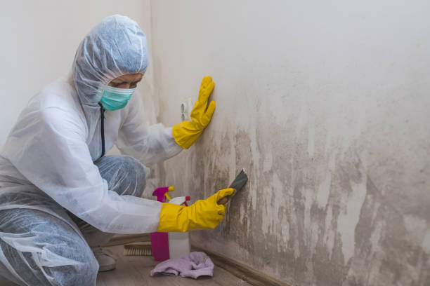 Best Same-Day Mold Removal  in Howey In The Hills, FL