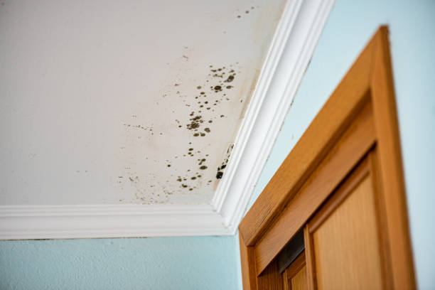 Best Black Mold Removal  in Howey In The Hills, FL