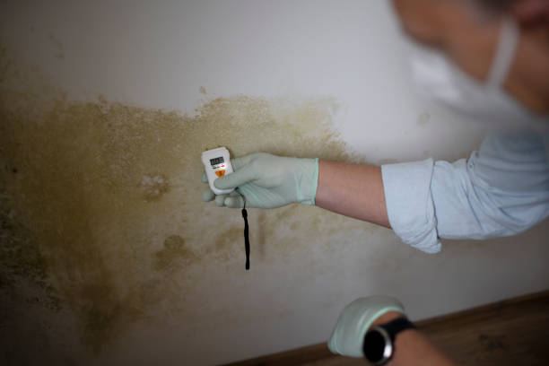 Best Emergency Mold Removal  in Howey In The Hills, FL