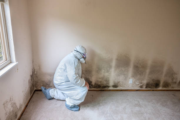Best Professional Mold Removal  in Howey In The Hills, FL